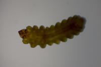 Tischeria decidua