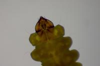 Tischeria decidua