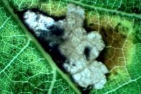 Ectoedemia subbimaculella