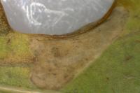 Phyllonorycter harrisella