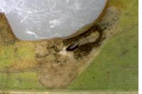 Phyllonorycter harrisella