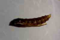 Phyllonorycter harrisella
