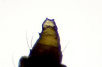Phyllonorycter harrisella