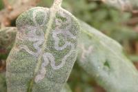 Acrocercops brongniardella