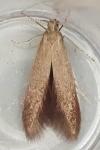 Coleophora serratella