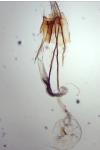 Coleophora serratella