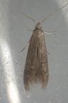 Coleophora serratella