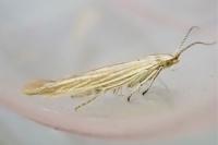 Coleophora striatipennella