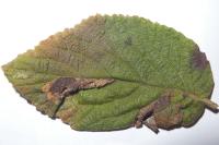 Phyllonorycter lantanella