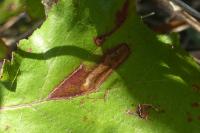 Ectoedemia erythrogenella