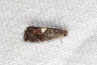 Pammene spiniana