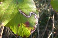 Stigmella aurella