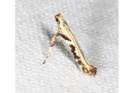 Caloptilia semifascia