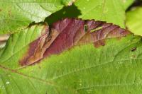Ectoedemia erythrogenella