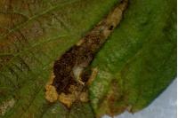 Phyllonorycter lantanella