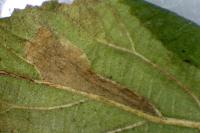 Phyllonorycter lantanella