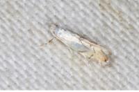 Phyllonorycter harrisella