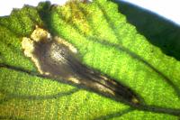 Phyllonorycter lantanella