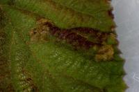 Phyllonorycter lantanella