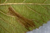 Phyllonorycter lantanella