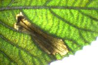 Phyllonorycter lantanella