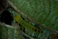 Phyllonorycter lantanella
