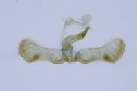 Pammene spiniana