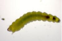 Phyllonorycter lantanella