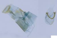 Caloptilia semifascia