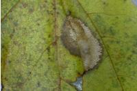 Phyllonorycter acerifoliella