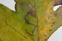 Stigmella aceris