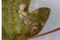 Stigmella aceris
