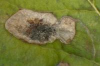 Stigmella plagicolella