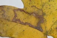 Stigmella aceris