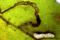Stigmella aceris