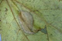 Phyllonorycter acerifoliella
