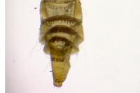 Phyllonorycter acerifoliella