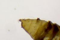 Phyllonorycter acerifoliella