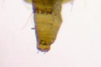 Phyllonorycter acerifoliella