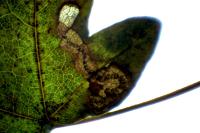 Stigmella aceris
