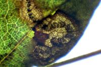 Stigmella aceris
