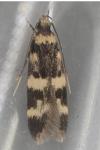 Oegoconia uralskella uralskella