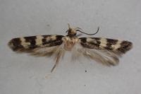 Oegoconia uralskella uralskella