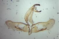 Oegoconia uralskella uralskella