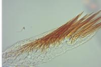 Oegoconia uralskella uralskella