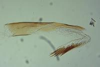 Oegoconia uralskella uralskella