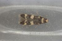 Oegoconia uralskella uralskella