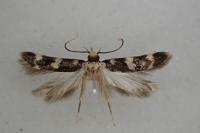 Oegoconia uralskella uralskella