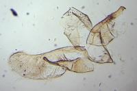 Oegoconia uralskella uralskella