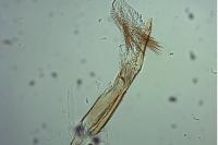 Oegoconia uralskella uralskella